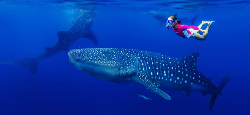 adventures in mexico - snorkeling with whale sharks