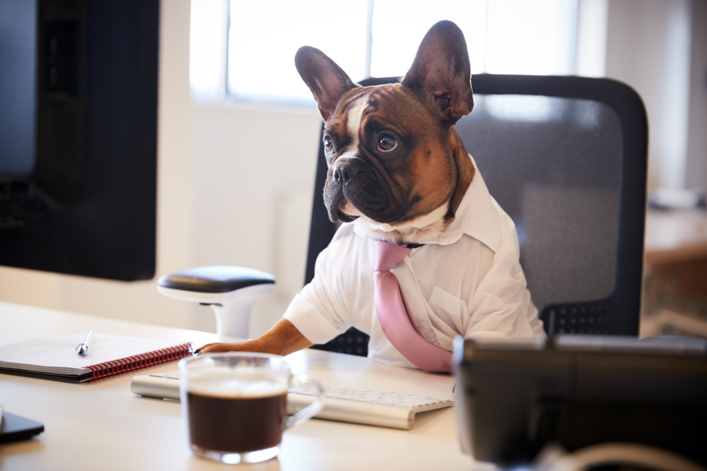 dog dressed in a suit sitting at a desk