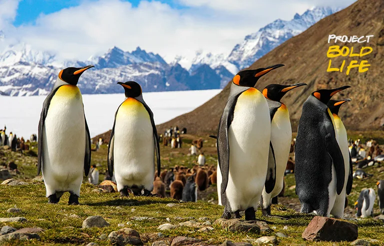 Penguins in the Ultimate Antarctica Travel Guide