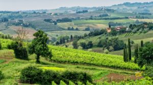 A picturesque view of Tuscany's rolling hills covered in lush vineyards, olive groves, and dotted with rustic farmhouses under a soft, hazy sky.