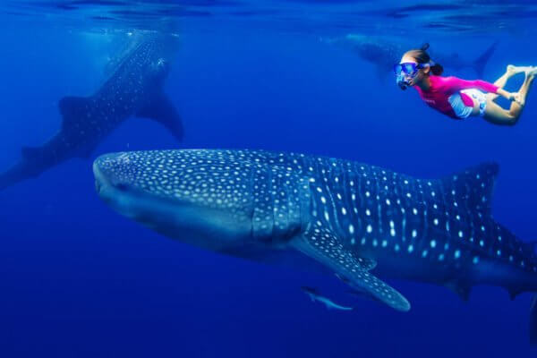 adventures in mexico - snorkeling with whale sharks