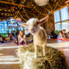 goat standing on a haystack in front of yogis at NY Goat Yoga