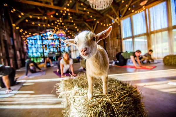 goat standing on a haystack in front of yogis at NY Goat Yoga