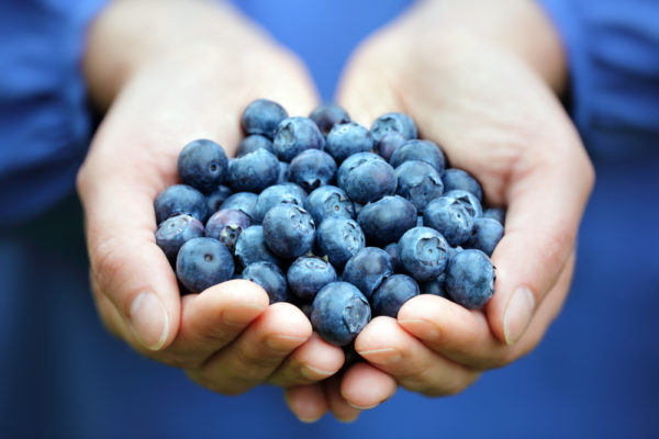 two hands holding a bunch of blueberries – the health benefits of antioxidants