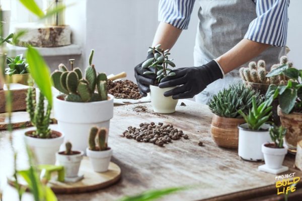 person enjoying the benefits of hobbies by planting succulaants