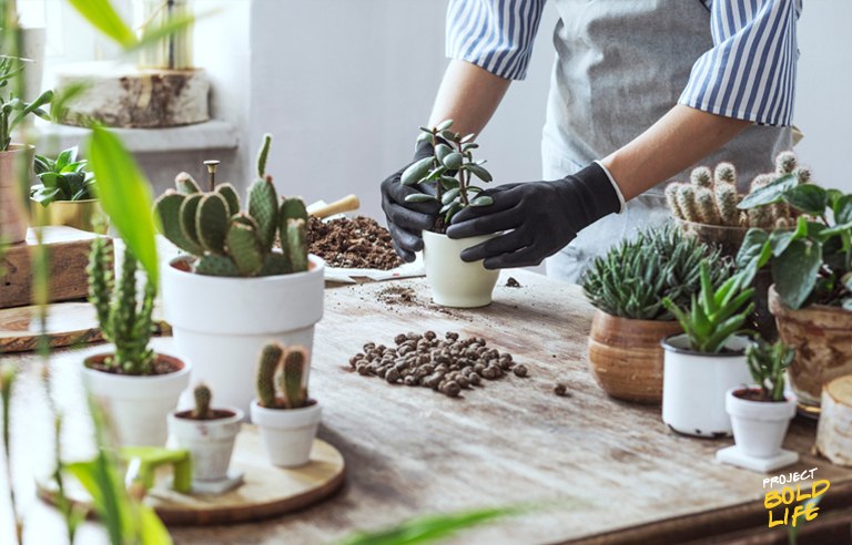 person enjoying the benefits of hobbies by planting succulaants